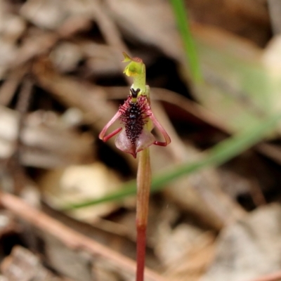 Chiloglottis curviclavia (Bird Orchid) at Woodlands, NSW - 27 Mar 2024 by Snowflake