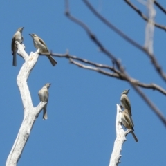 Caligavis chrysops (Yellow-faced Honeyeater) at Hawker, ACT - 27 Mar 2024 by AlisonMilton