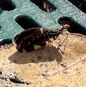 Porismus strigatus at National Arboretum Woodland - 21 Mar 2024