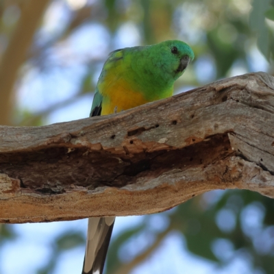 Psephotus haematonotus (Red-rumped Parrot) at Higgins Woodland - 26 Mar 2024 by Trevor