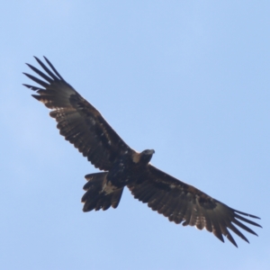 Aquila audax at Higgins Woodland - 27 Mar 2024