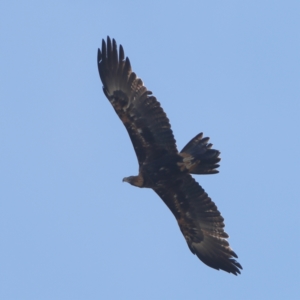 Aquila audax at Higgins Woodland - 27 Mar 2024