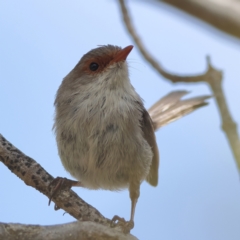 Malurus cyaneus (Superb Fairywren) at Higgins Woodland - 27 Mar 2024 by MichaelWenke