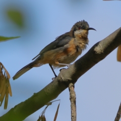 Acanthorhynchus tenuirostris (Eastern Spinebill) at Higgins, ACT - 27 Mar 2024 by Trevor