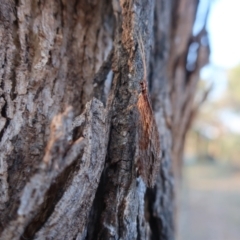 Stenosmylus stenopterus (An Osmylid Lacewing) at QPRC LGA - 27 Mar 2024 by AmyT