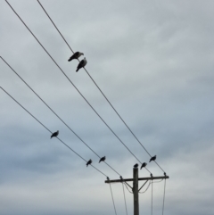 Columba leucomela (White-headed Pigeon) at Tathra Public School - 27 Mar 2024 by MattYoung