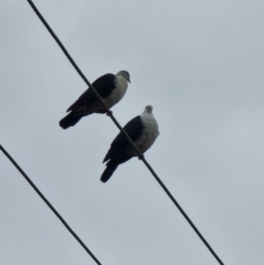 Columba leucomela at Tathra Public School - 27 Mar 2024 05:57 PM