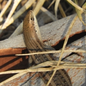 Carlia tetradactyla at Murrumbateman, NSW - 27 Mar 2024 04:51 PM