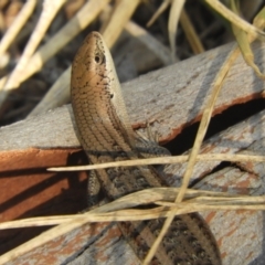 Carlia tetradactyla (Southern Rainbow Skink) at Murrumbateman, NSW - 27 Mar 2024 by SimoneC