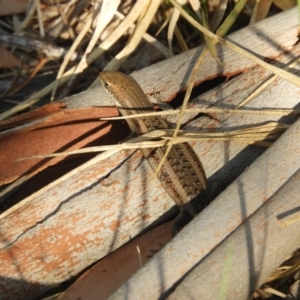 Carlia tetradactyla at Murrumbateman, NSW - 27 Mar 2024