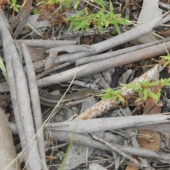 Carlia tetradactyla at Murrumbateman, NSW - 27 Mar 2024