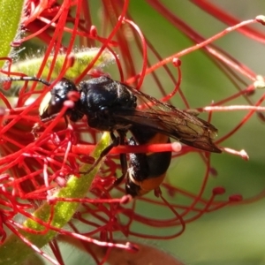 Hyleoides concinna at Hall, ACT - 27 Mar 2024