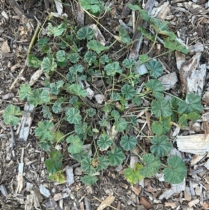 Malva neglecta at Aranda, ACT - 27 Mar 2024