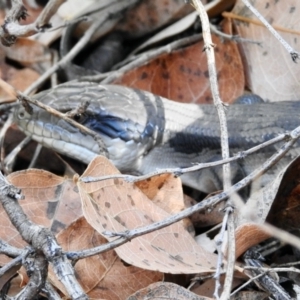 Tiliqua scincoides scincoides at GG182 - 26 Mar 2024