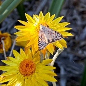 Utetheisa lotrix at Aranda, ACT - 27 Mar 2024