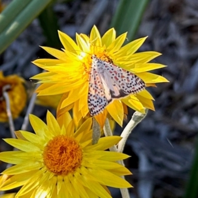 Unidentified Tiger moth (Arctiinae) at Aranda, ACT - 27 Mar 2024 by KMcCue
