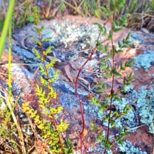 Cheilanthes sieberi subsp. sieberi at Macgregor, ACT - 27 Mar 2024 10:04 AM