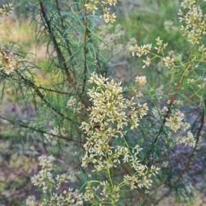 Cassinia quinquefaria at Macgregor, ACT - 27 Mar 2024