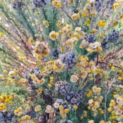 Chrysocephalum semipapposum (Clustered Everlasting) at Macgregor, ACT - 27 Mar 2024 by WalkYonder