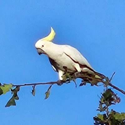 Cacatua galerita (Sulphur-crested Cockatoo) at Braidwood, NSW - 27 Mar 2024 by MatthewFrawley