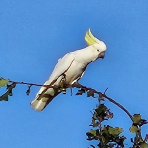 Cacatua galerita at QPRC LGA - 27 Mar 2024