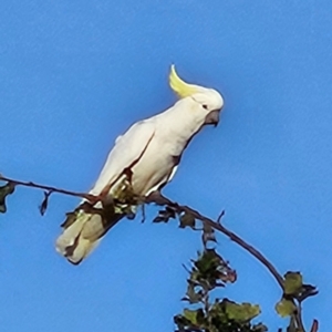 Cacatua galerita at QPRC LGA - 27 Mar 2024