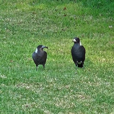 Gymnorhina tibicen (Australian Magpie) at QPRC LGA - 27 Mar 2024 by MatthewFrawley