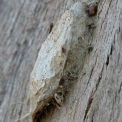 Chelepteryx collesi at Higgins, ACT - 27 Mar 2024 03:56 PM