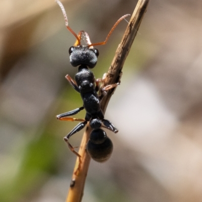 Myrmecia sp., pilosula-group (Jack jumper) at Cantor Crescent Woodland - 27 Mar 2024 by Untidy