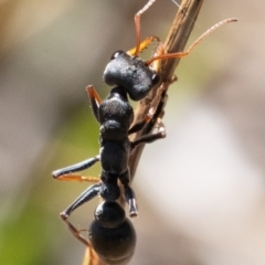 Myrmecia sp., pilosula-group at Cantor Crescent Woodland, Higgins - 27 Mar 2024