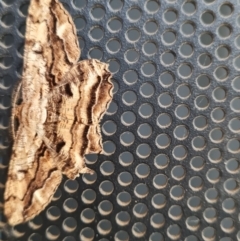 Unidentified Geometer moth (Geometridae) at Macgregor, ACT - 27 Mar 2024 by WalkYonder