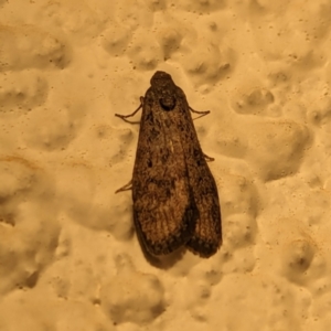 Heteromicta pachytera at Watson, ACT - 27 Mar 2024