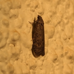 Heteromicta pachytera at Watson, ACT - 27 Mar 2024