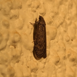 Heteromicta pachytera at Watson, ACT - 27 Mar 2024