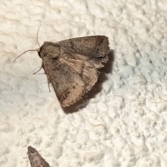 Unidentified Noctuoid moth (except Arctiinae) at Watson, ACT - 27 Mar 2024 by AniseStar