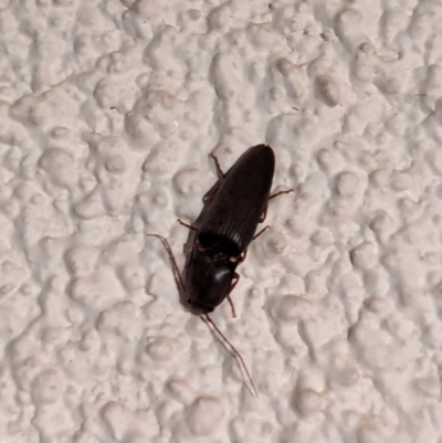 Elateridae (family) (Unidentified click beetle) at Watson, ACT - 27 Mar 2024 by AniseStar