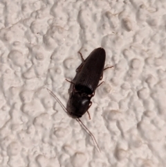 Elateridae sp. (family) at Watson, ACT - 27 Mar 2024