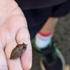 Ambigolimax sp. (valentius and waterstoni) (Striped Field Slug) at Majura Primary School, Watson - 26 Mar 2024 by AniseStar