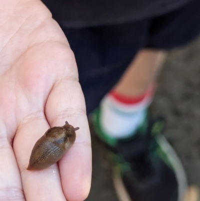 Ambigolimax nyctelia (Striped Field Slug) at Watson, ACT - 26 Mar 2024 by AniseStar