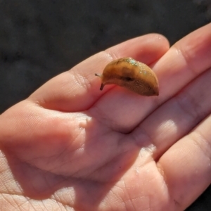 Ambigolimax sp. (valentius and waterstoni) at Majura Primary School, Watson - 27 Mar 2024