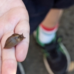 Ambigolimax sp. (valentius and waterstoni) at Majura Primary School, Watson - 27 Mar 2024