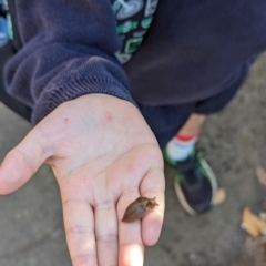 Ambigolimax sp. (valentius and waterstoni) at Majura Primary School, Watson - 27 Mar 2024 08:58 AM