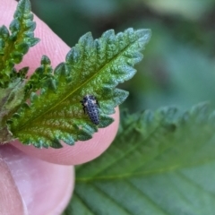 Coccinellidae (family) (Unidentified lady beetle) at Majura Primary School, Watson - 26 Mar 2024 by AniseStar