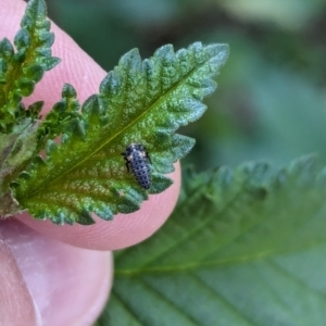 Coccinellidae (family) at Majura Primary School, Watson - 27 Mar 2024