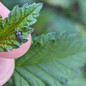 Coccinellidae (family) at Majura Primary School, Watson - 27 Mar 2024