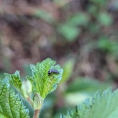 Coccinellidae (family) at Majura Primary School, Watson - 27 Mar 2024