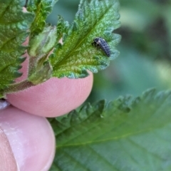 Coccinellidae (family) at Majura Primary School, Watson - 27 Mar 2024