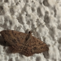 Scopula rubraria at Watson, ACT - 26 Mar 2024