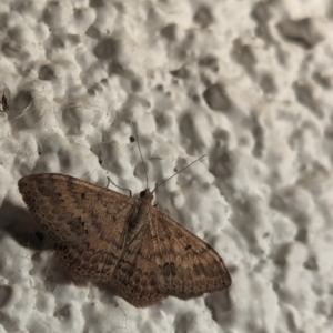 Scopula rubraria at Watson, ACT - 26 Mar 2024