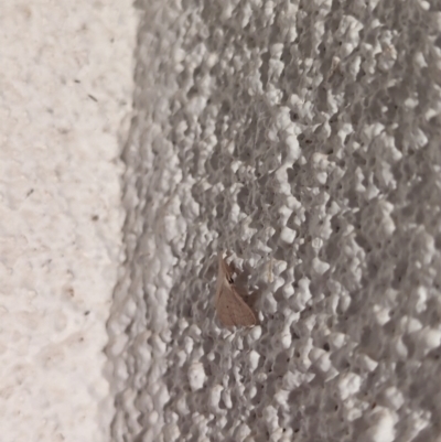 Scopula optivata (Varied Wave) at Watson, ACT - 26 Mar 2024 by AniseStar